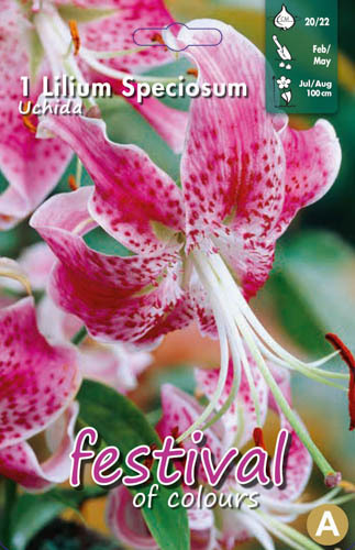 Praktlilja 'Uchida'