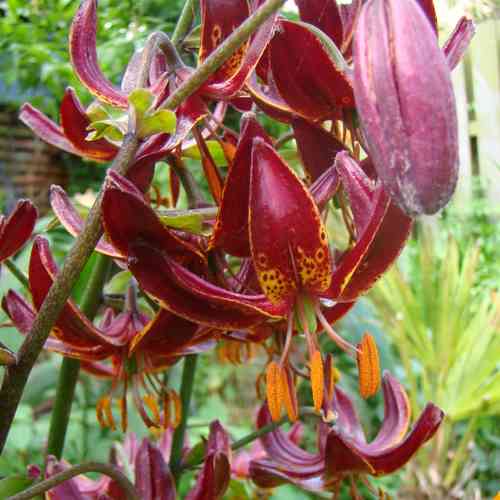Krollilja 'Arabian Night'