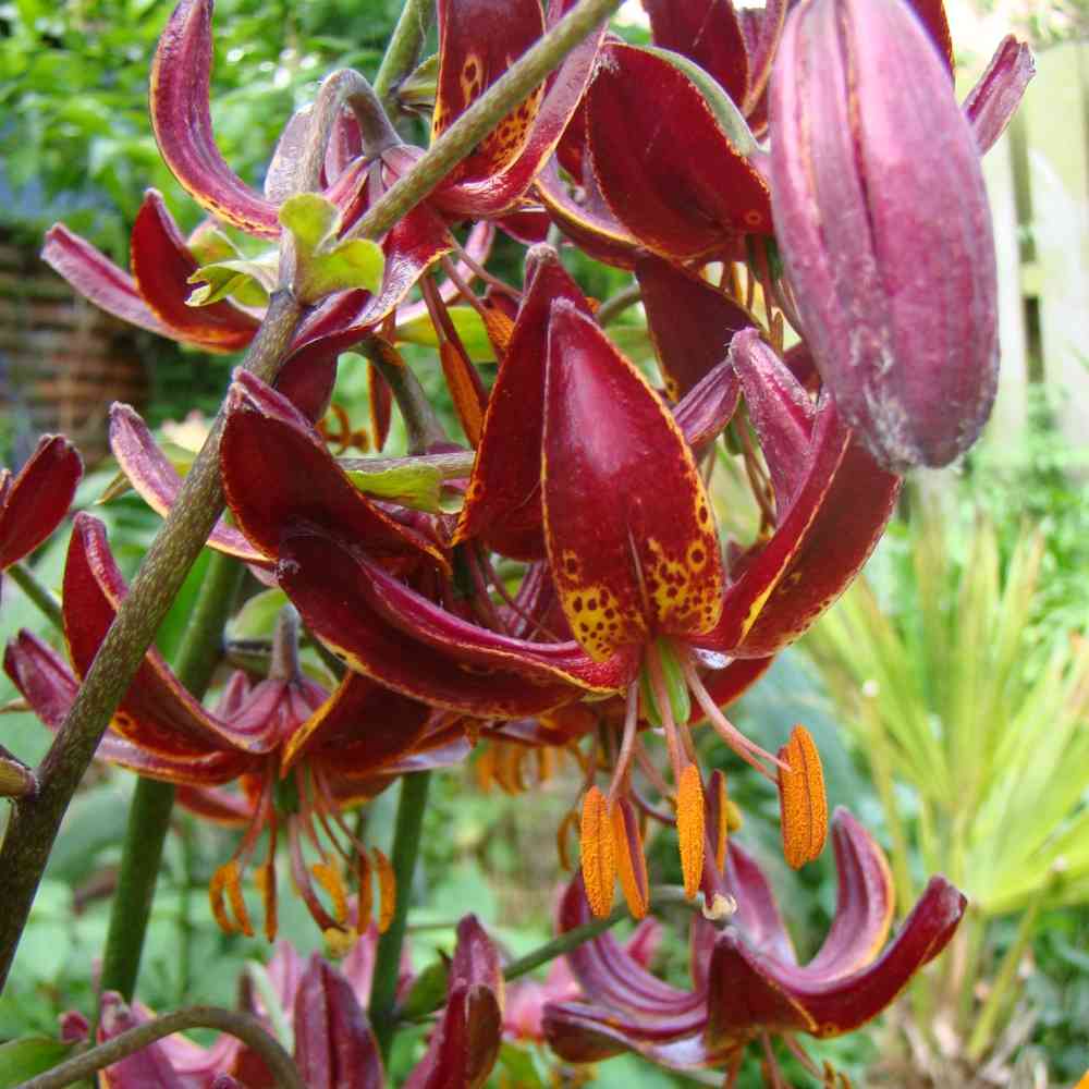 Krollilja 'Arabian Night'