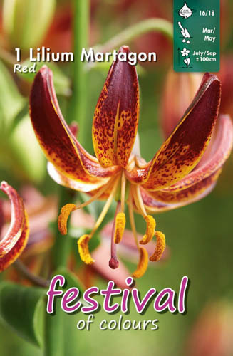 Krollilja 'Arabian Night'
