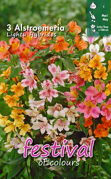 Alstroemeria