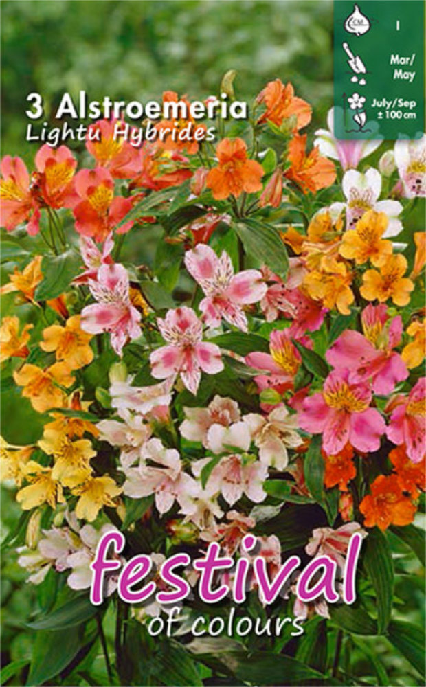 Alstroemeria