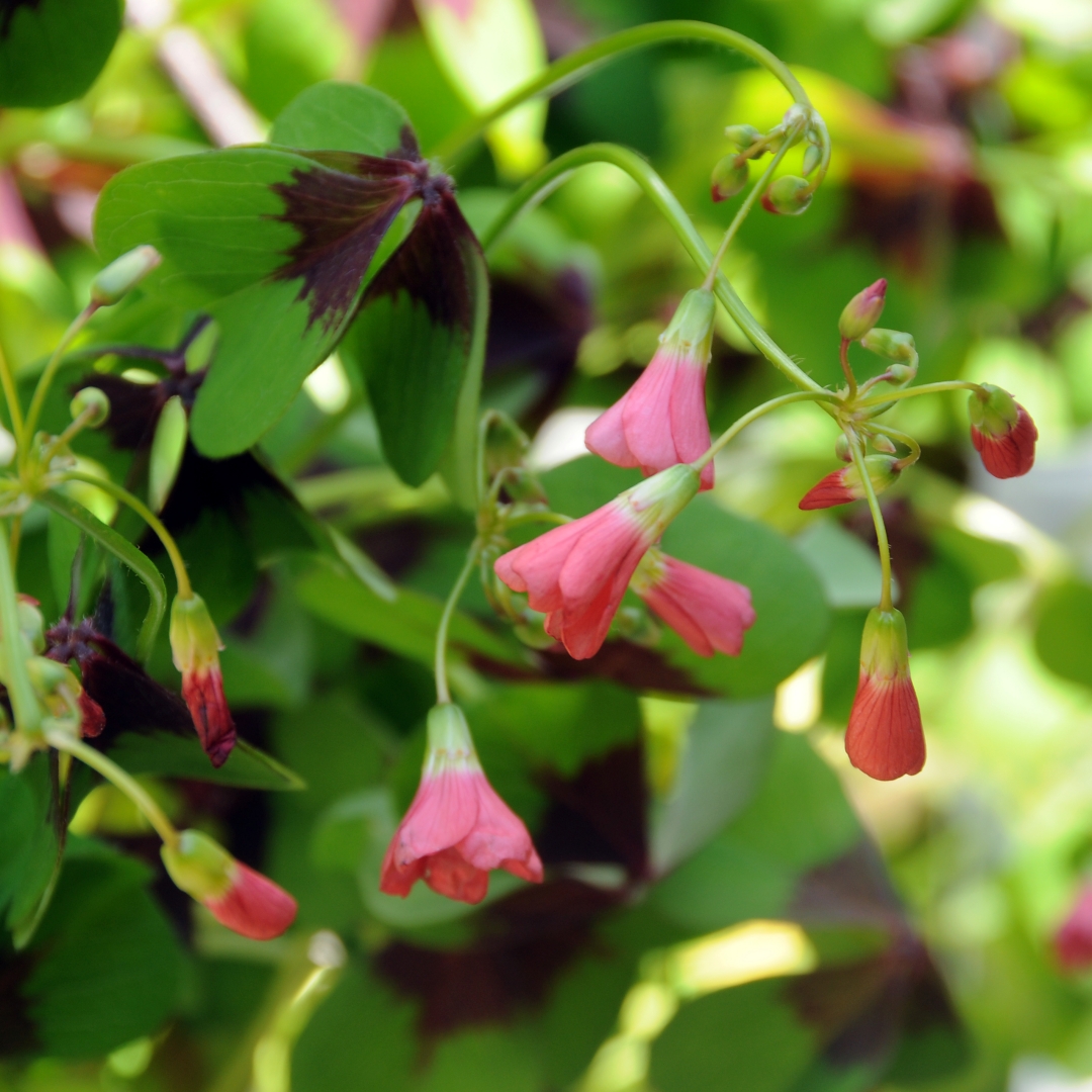 Rosettoxalis 'Iron Cross'