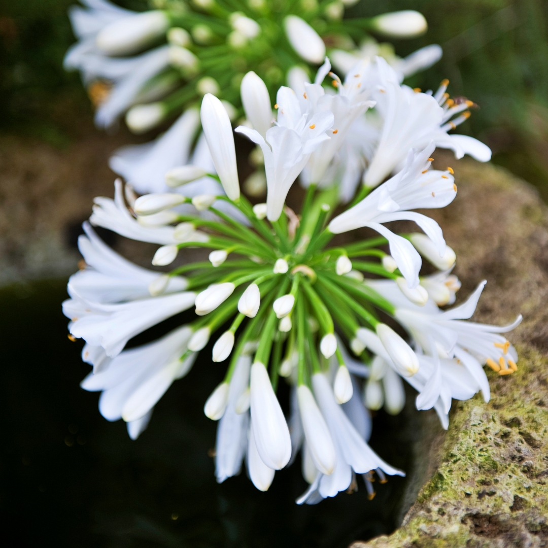 Afrikaslilja 'Albus'