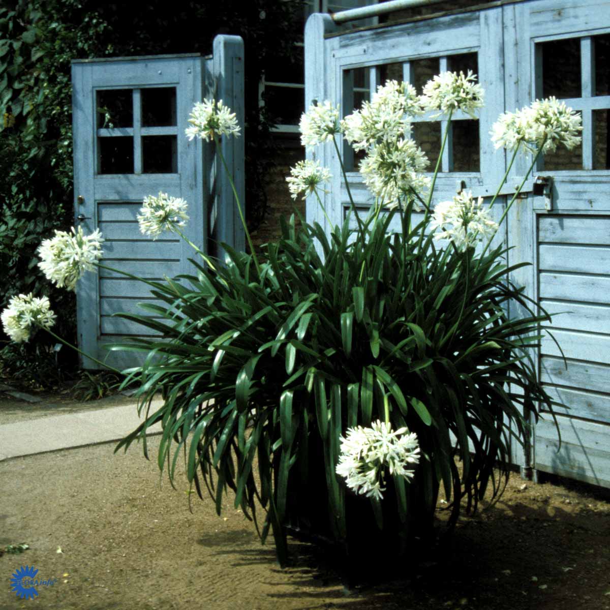 Afrikaslilja 'Albus'