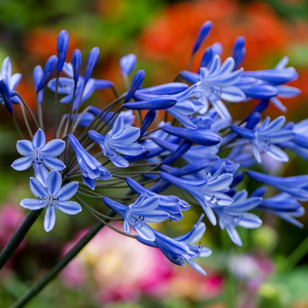 Afrikaslilja 'Blue Triumphator'