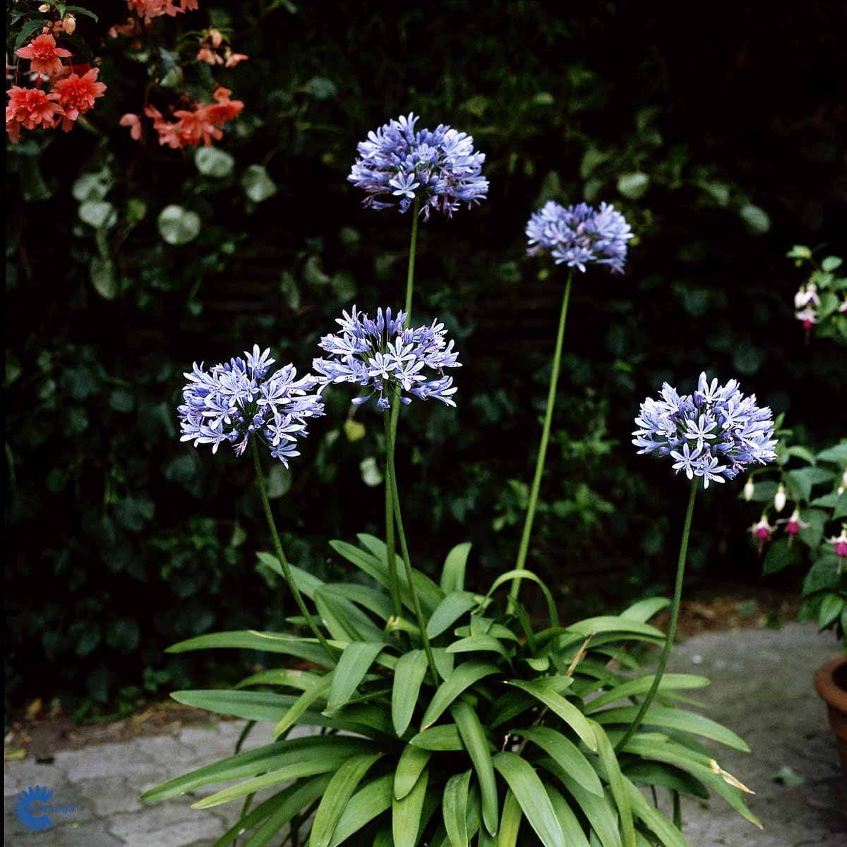 Afrikaslilja 'Blue Triumphator'