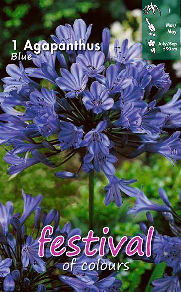 Afrikaslilja 'Blue Triumphator'