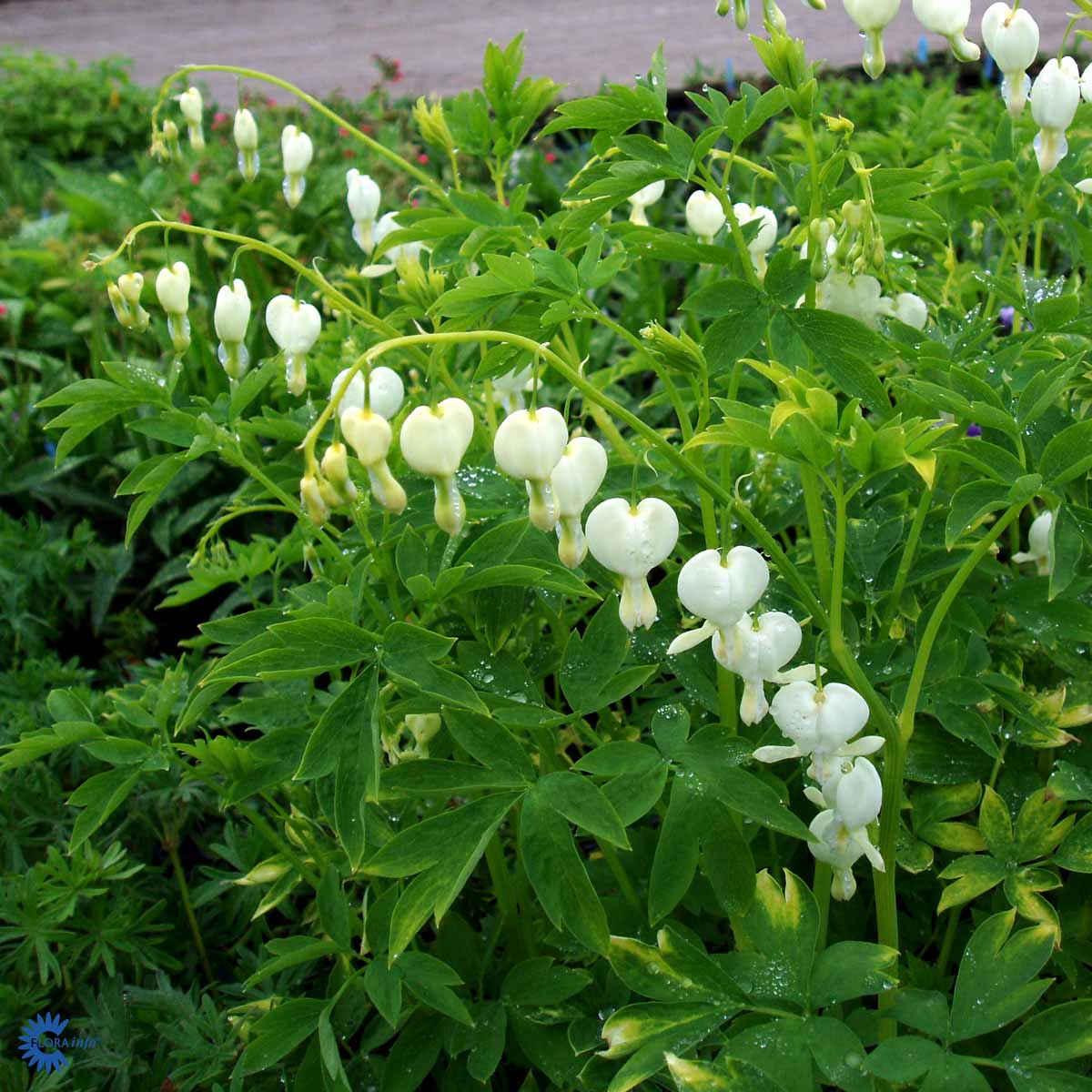 Löjtnantshjärta 'Alba'
