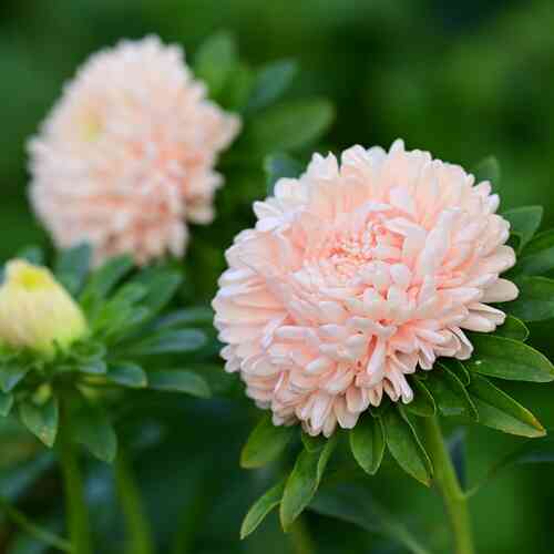 Kiinanasteri 'King Size Apricot'