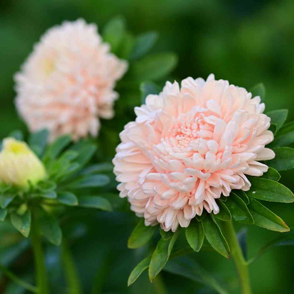 Sommaraster 'King Size Apricot'