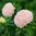 Sommaraster 'King Size Apricot'