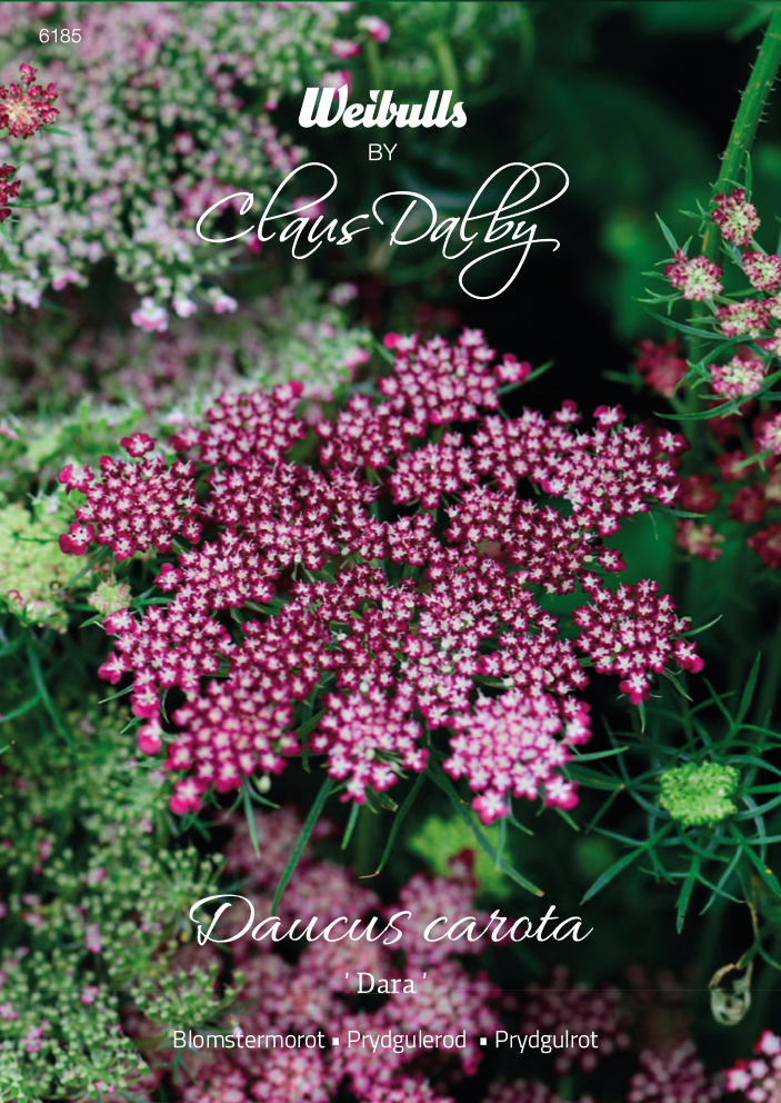 Blomstermorot 'Dara'