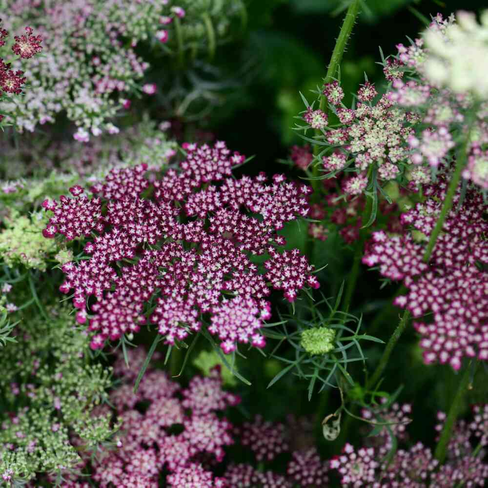 Blomstermorot 'Dara'