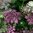 Blomstermorot 'Dara'