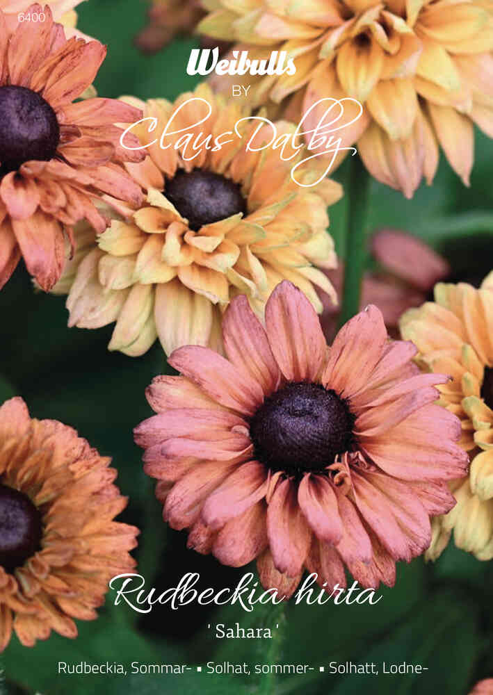 Sommarrudbeckia 'Sahara'