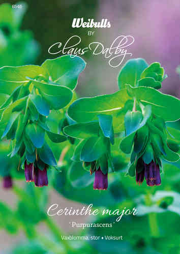 Stor Vaxblomma 'Purpurascens'