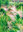 Prydnadsgräs ekorrkorn 'Green'