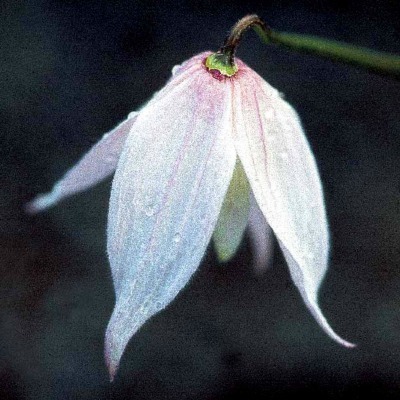 Clematis 'Albina Plena',  Atragene-Ryhmä