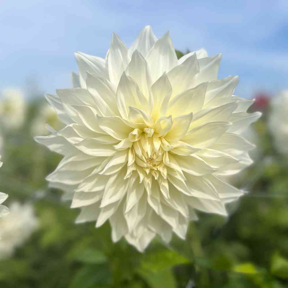 Koristedaalia 'Fleurel'