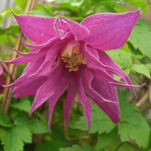 Clematis 'Imke' Atragene