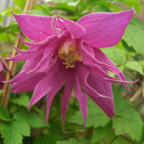 Clematis 'Imke' Atragene
