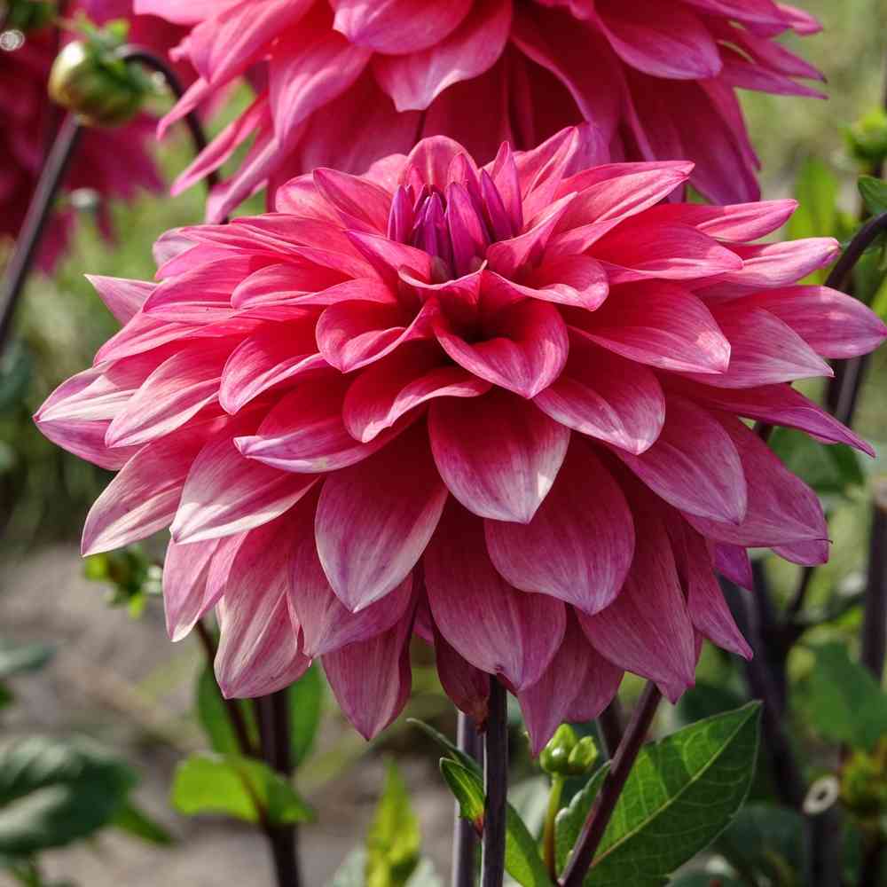 Dekorativdahlia 'Feline Yvonne'