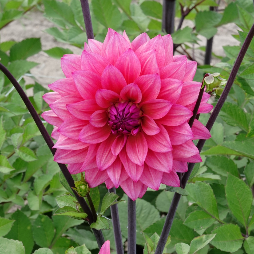 Dekorativdahlia 'Feline Yvonne'