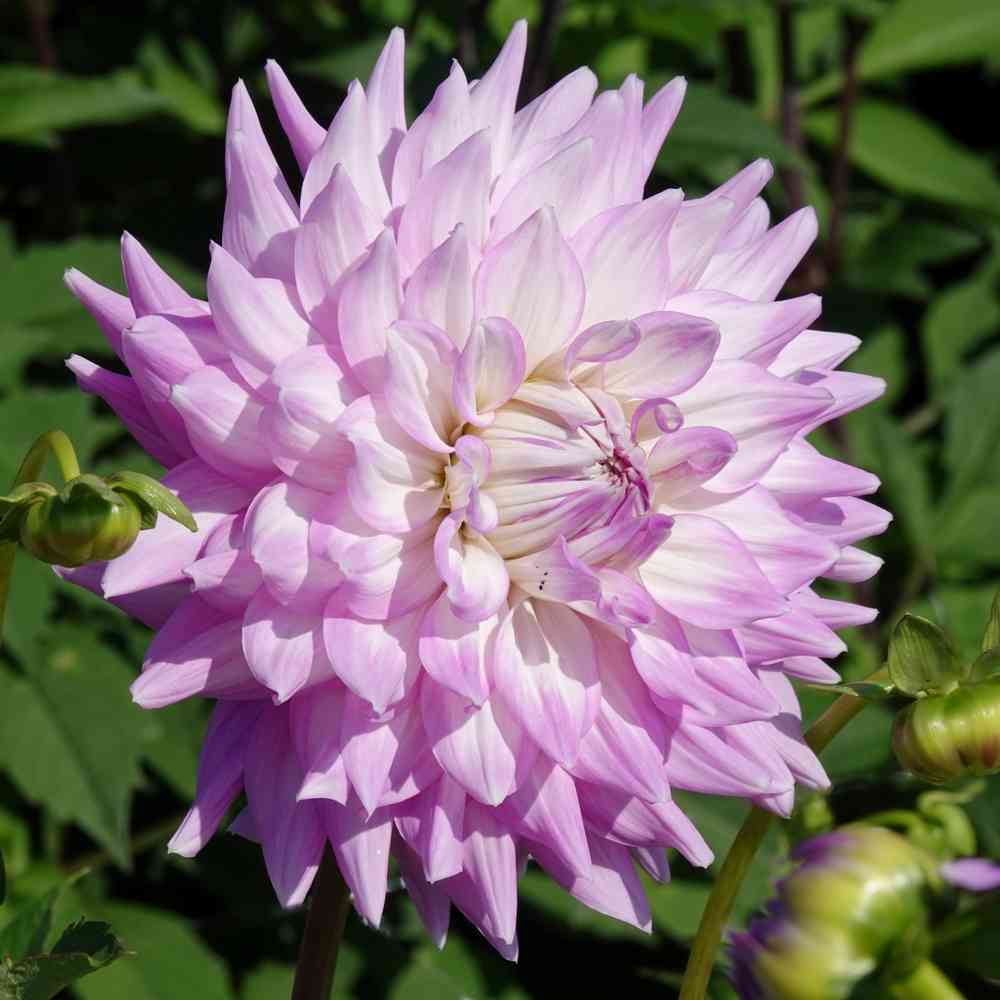 Koristedaalia 'Almands Joy'