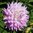 Koristedaalia 'Almands Joy'