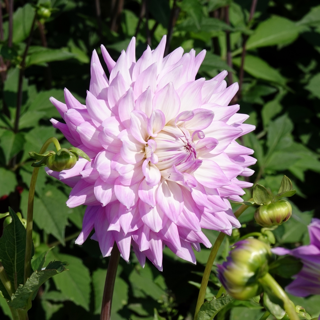 Koristedaalia 'Almands Joy'