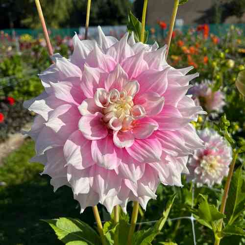 Dekorativdahlia 'Gitt's Perfection'