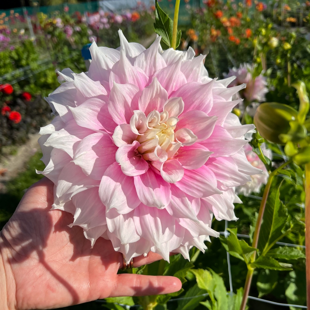 Koristedaalia 'Gitt's Perfection'