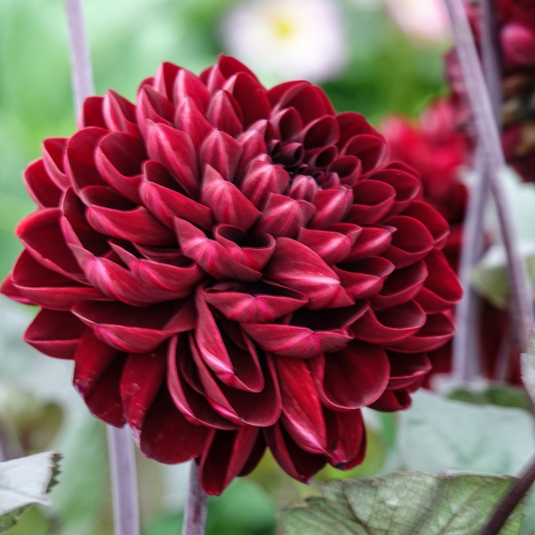 Dekorativdahlia 'Manoa'