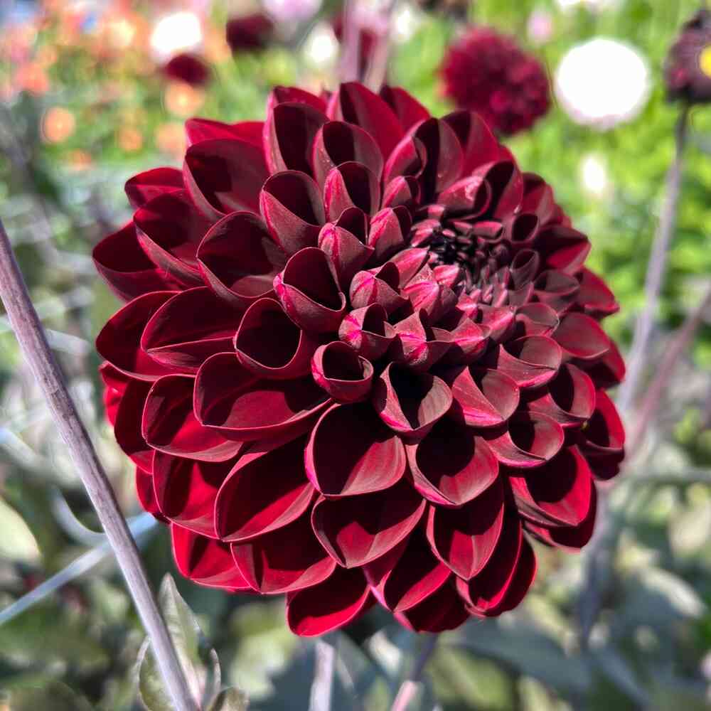 Dekorativdahlia 'Manoa'