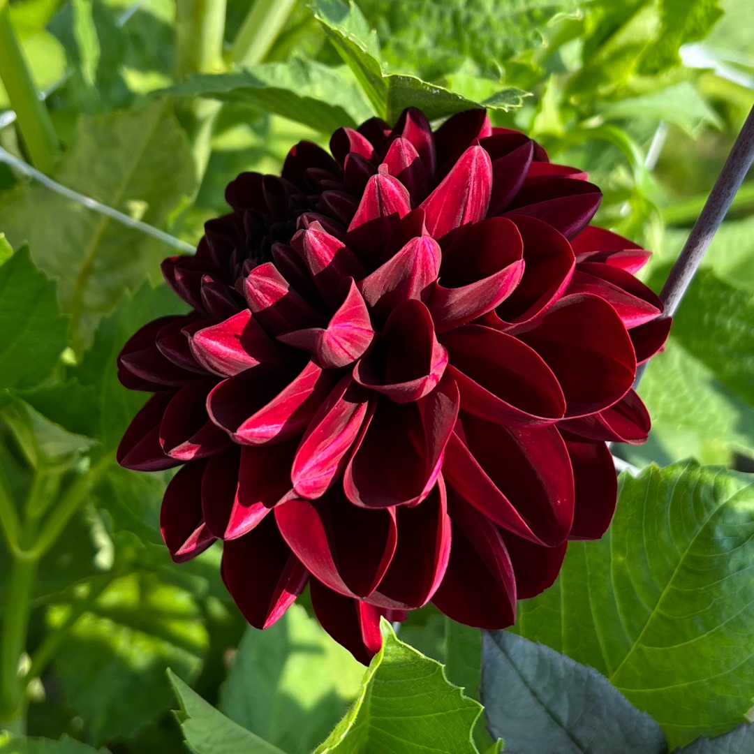 Dekorativdahlia 'Manoa'