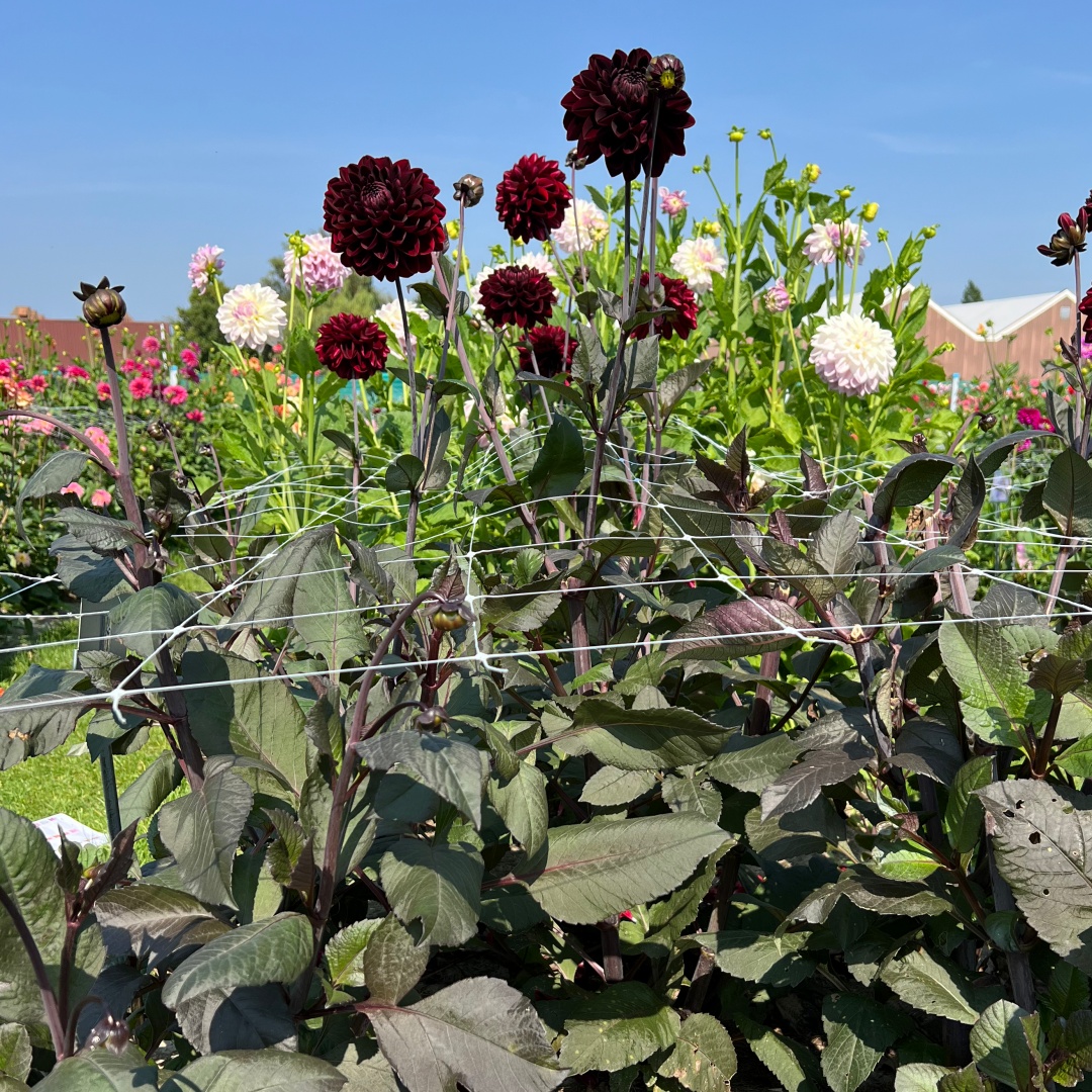 Dekorativdahlia 'Manoa'