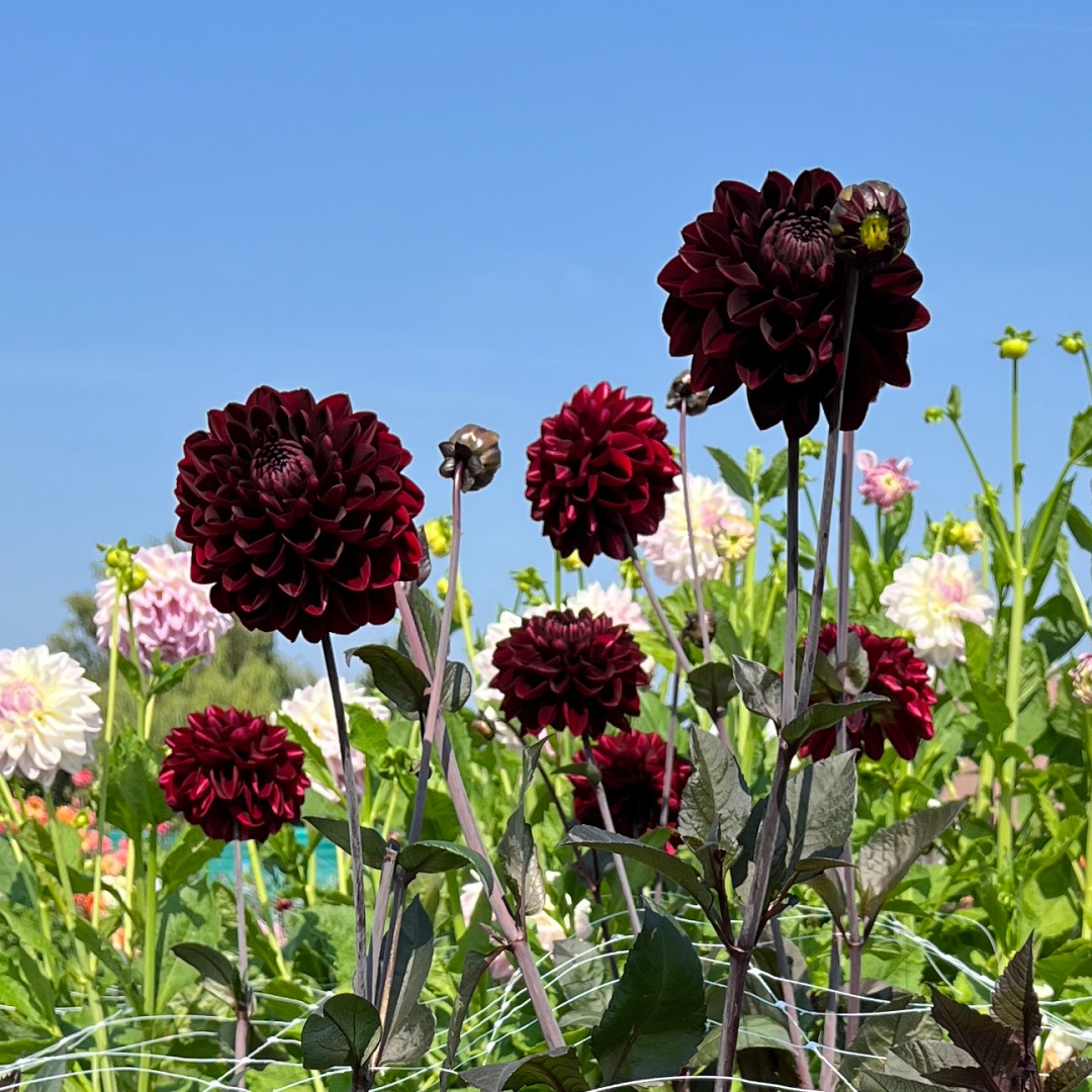 Dekorativdahlia 'Manoa'