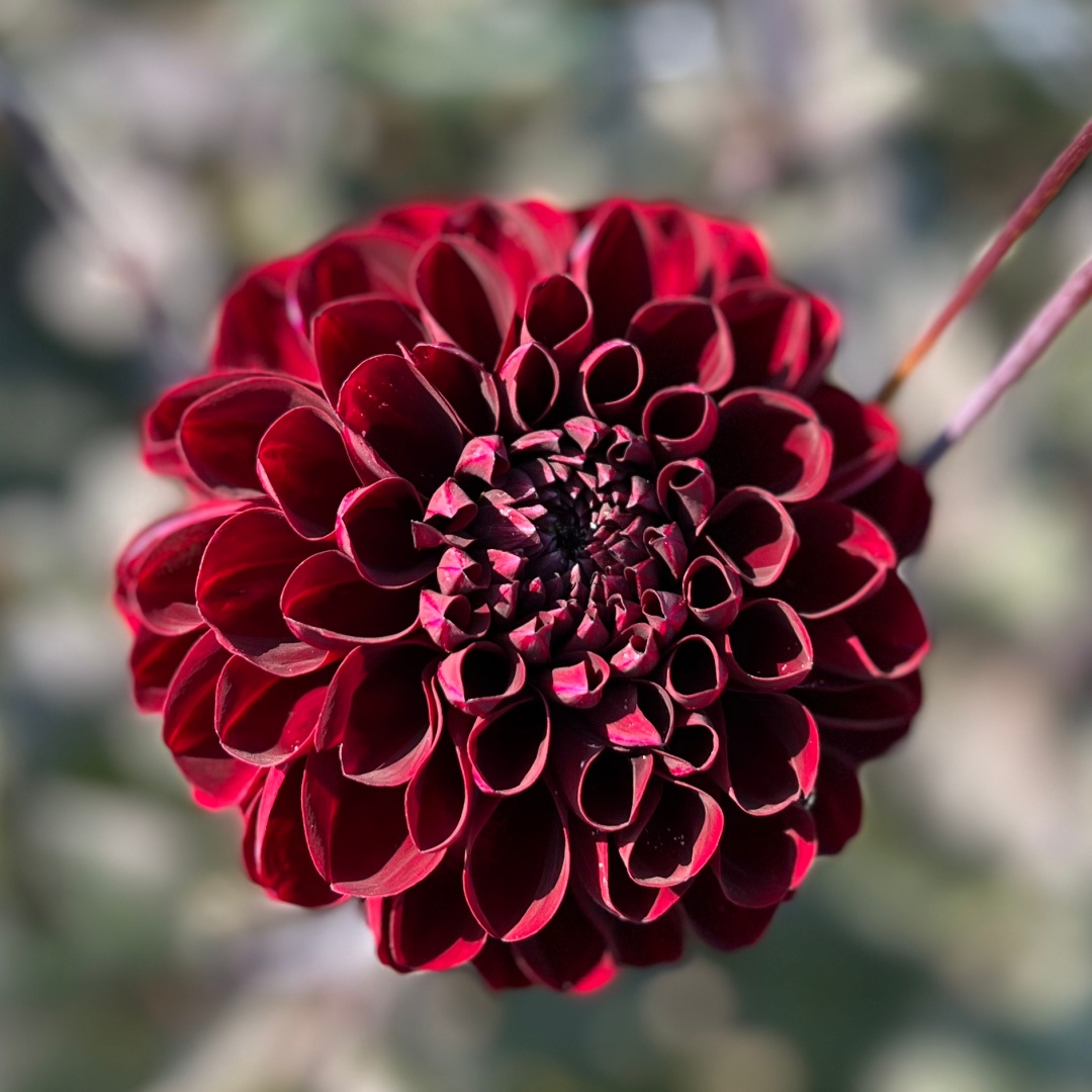 Dekorativdahlia 'Manoa'