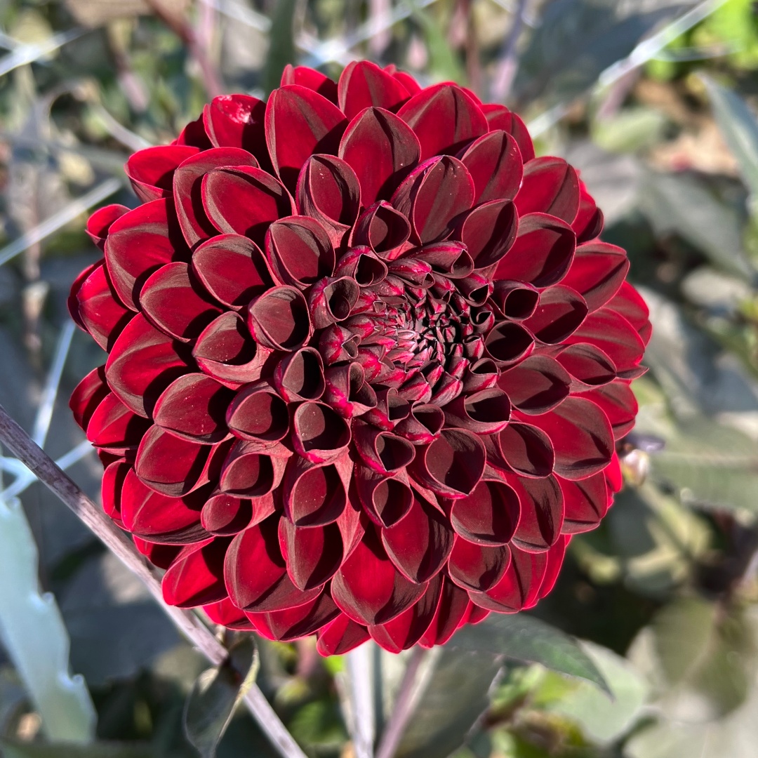 Dekorativdahlia 'Manoa'