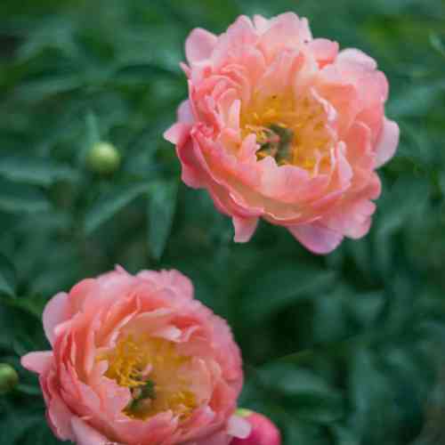 Paeonia hybr.