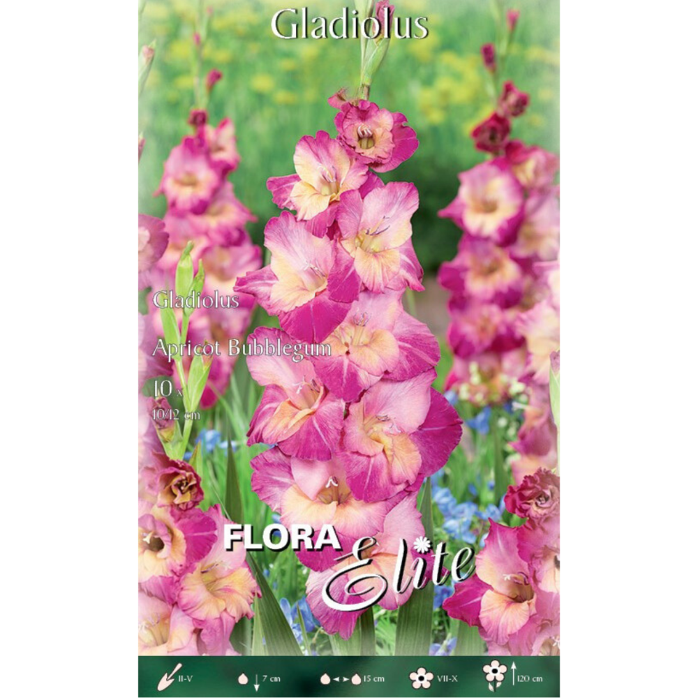 Gladiolus 'Apricot Bubblegum'