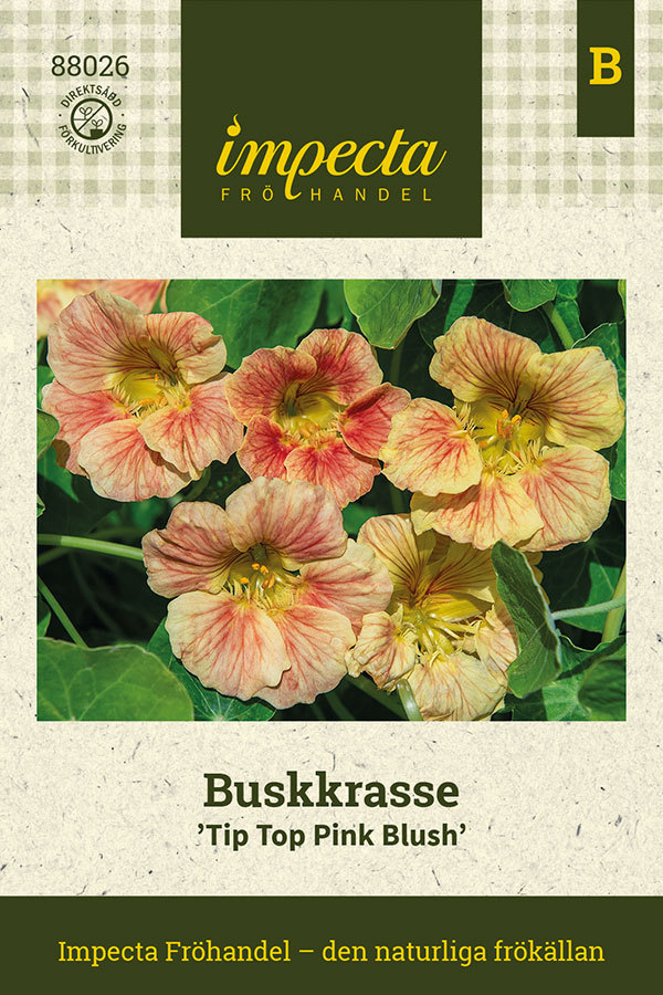 Buskkrasse 'Tip Top Pink Blush'