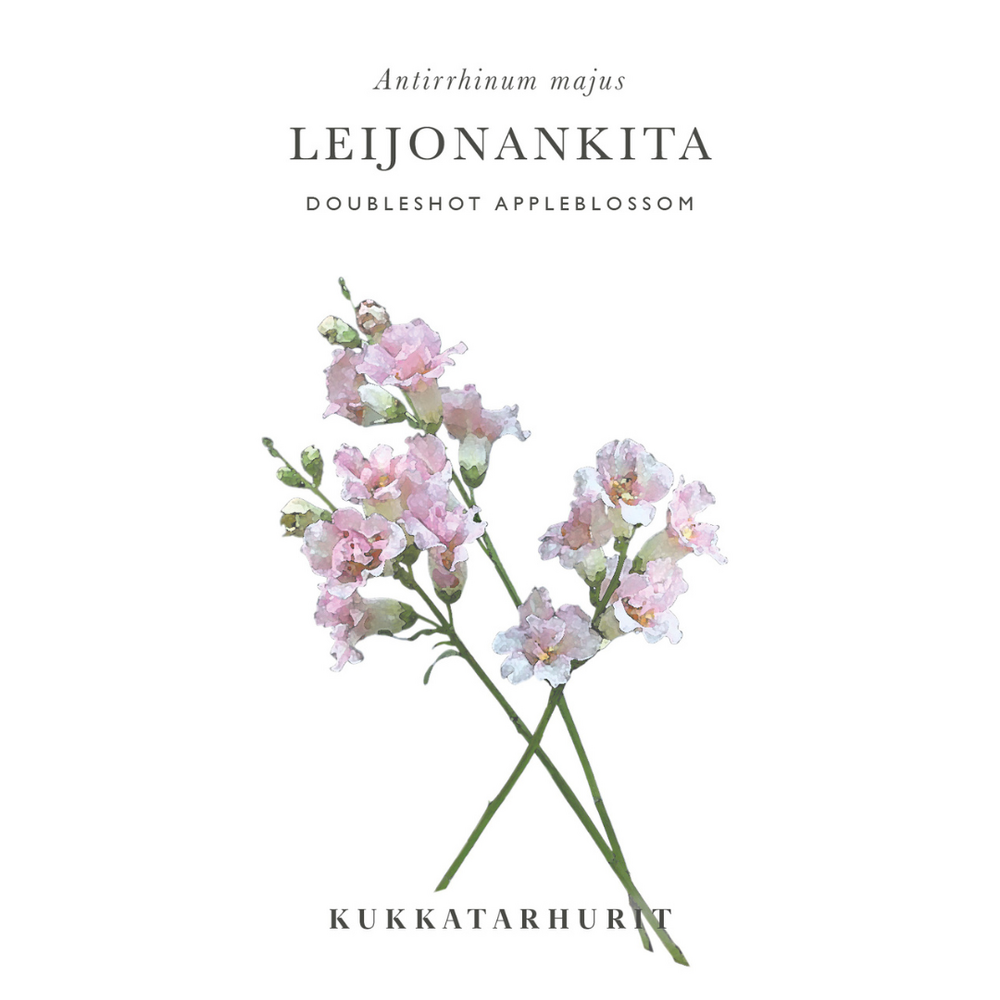 Lejongap 'Doubleshot Appleblossom'