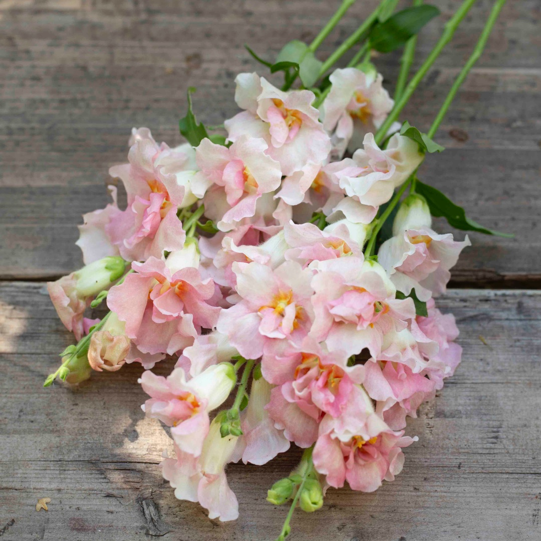 Lejongap 'Doubleshot Appleblossom'