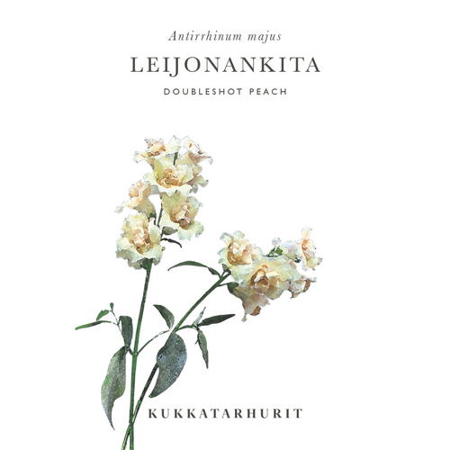 Leijonankita 'Doubleshot Peach'