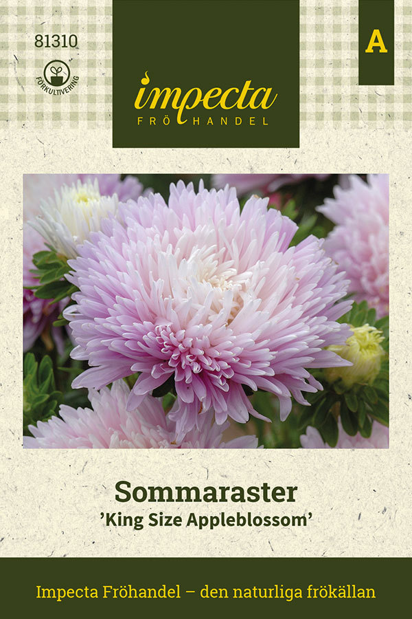 Sommaraster 'King Size Appleblossom'