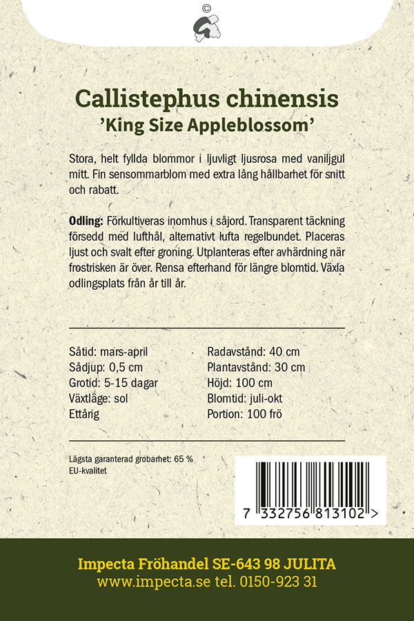 Sommaraster 'King Size Appleblossom'