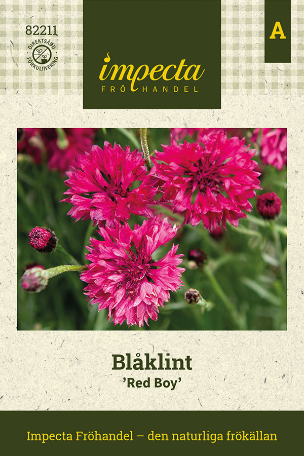 Blåklint 'Red Boy'