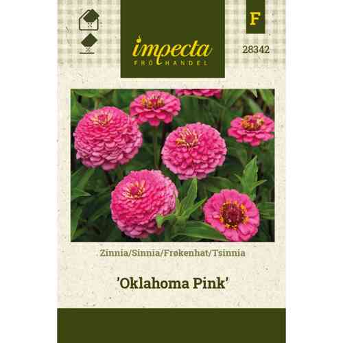 Zinnia 'Oklahoma Pink'